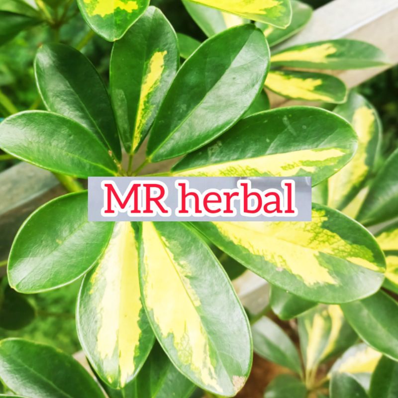 

Daun walisongo untuk herbal per 5 daun