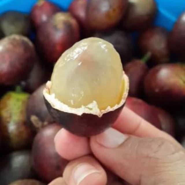 

Matoa buah khas unik dr papua 1kg