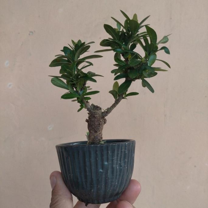 bonsai asoka merah mini