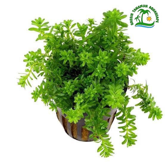 rotala sp. nanjeshan tanaman air aquarium aksesoris hiasan aquascape hidup murah | Tanaman Aquascape