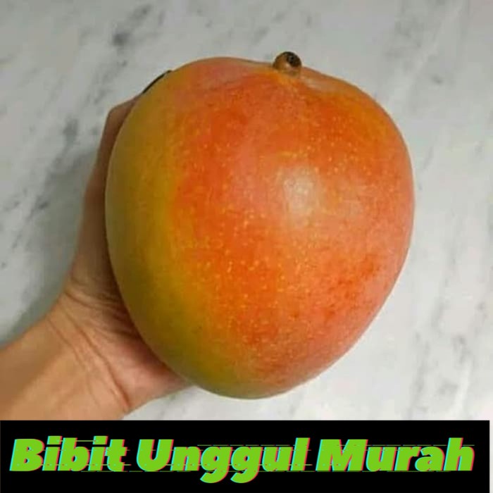 Bibit mangga agrimania