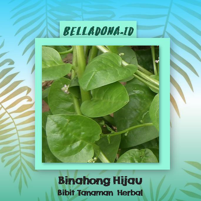 Bibit Tanaman Hias Bambu Cina Hijau 60Cm