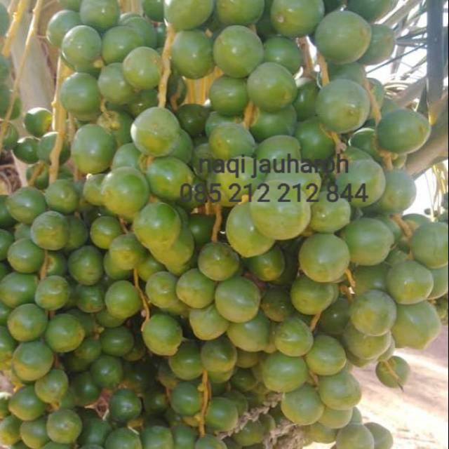 

Kurma muda