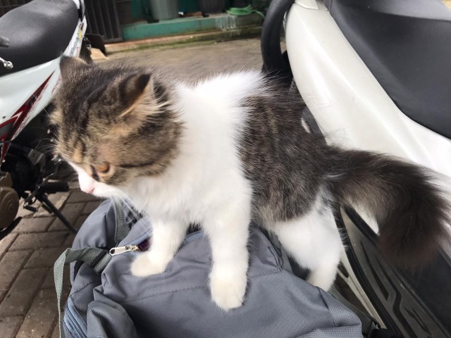 Facial Tissue 1000 Gr / Tissue 1000 Gram 2 Ply/ Tissue Muka/tissue Wajah/ Tissue Kiloan