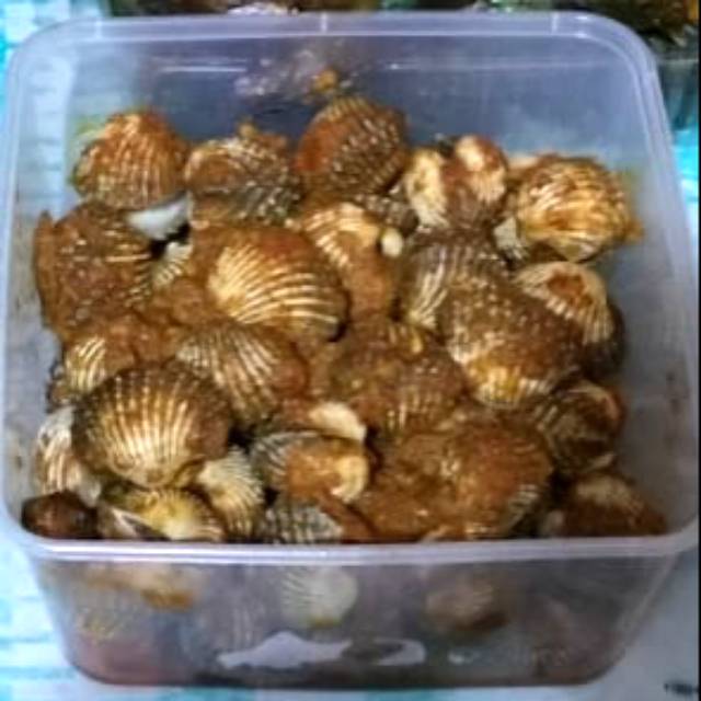 

Kerang dara