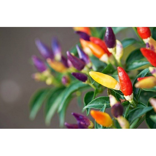 Biji Cabe Bolivian Rainbow - Tanaman Pohon Cabe Bolivian Rainbow - Bibit Cabe Bolivian Rainbow - COD