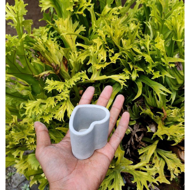pot semen mini kaktus sukulen  / concrete pot / sekulen / bonsai mame / pot