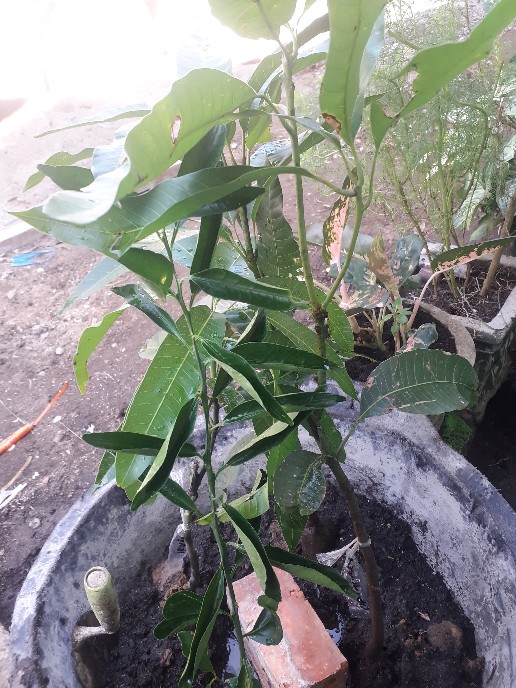 Bibit Buah Mangga Chokanan