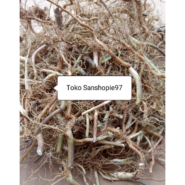 

Akar kate mas sena segar per 500 gram