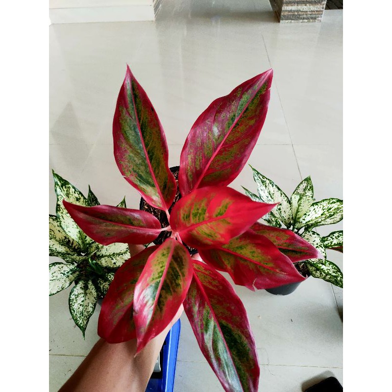 aglonema super red aurora3-9daun AGLONEMA SIAM AURORA / AGLAONEMA LIPSTICK MERAH (tanaman hidup-bung
