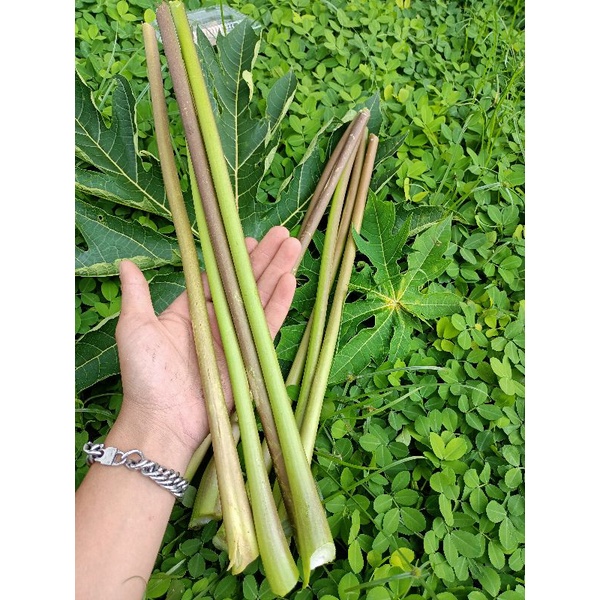 

Batang Pohon Pepaya Hijau Asli Segar