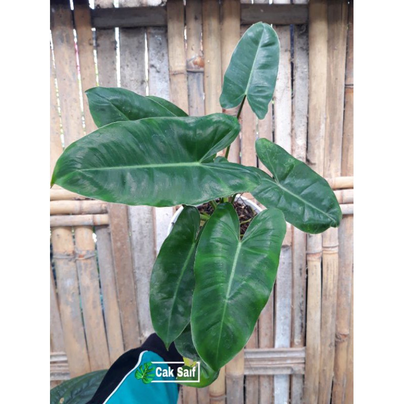 Philodendron Burlemarx / Philo burlemarx / Philo Brekele