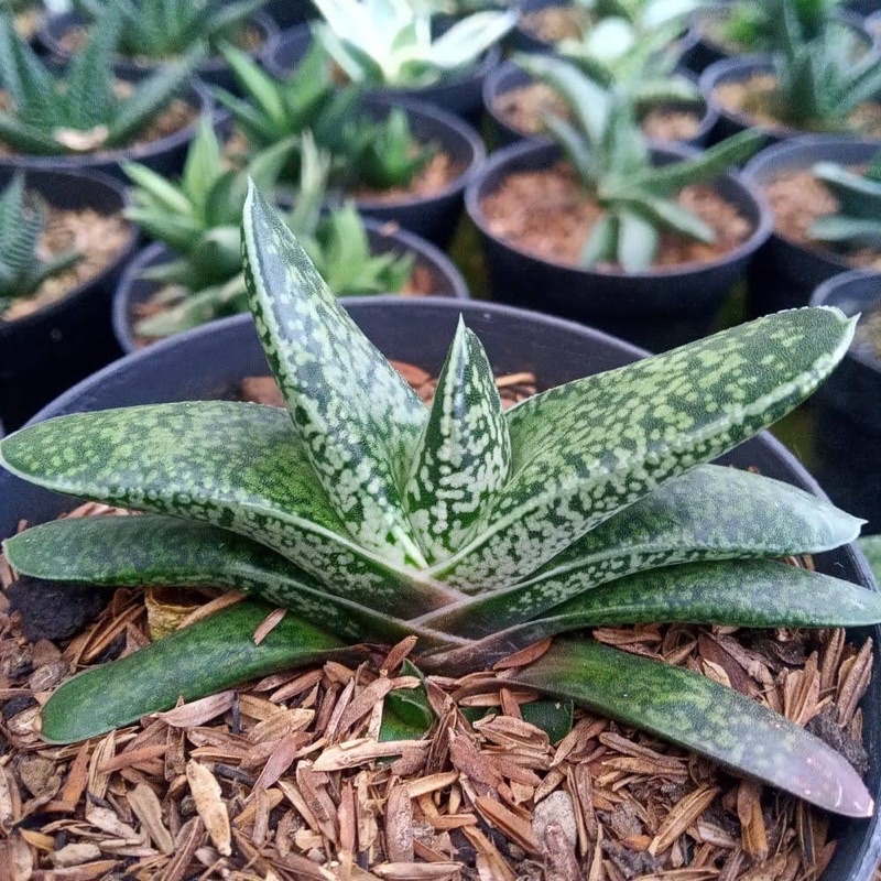 Kaktus Sukulen Gasteria Lillte Warty / Gasteria Pillansii