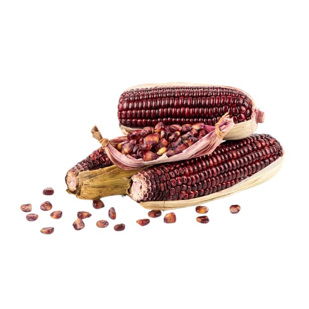 Benih Bibit Biji - Jagung Pulut Merah Maroon Sweet Kernel Corn Premium Seeds - IMPORT