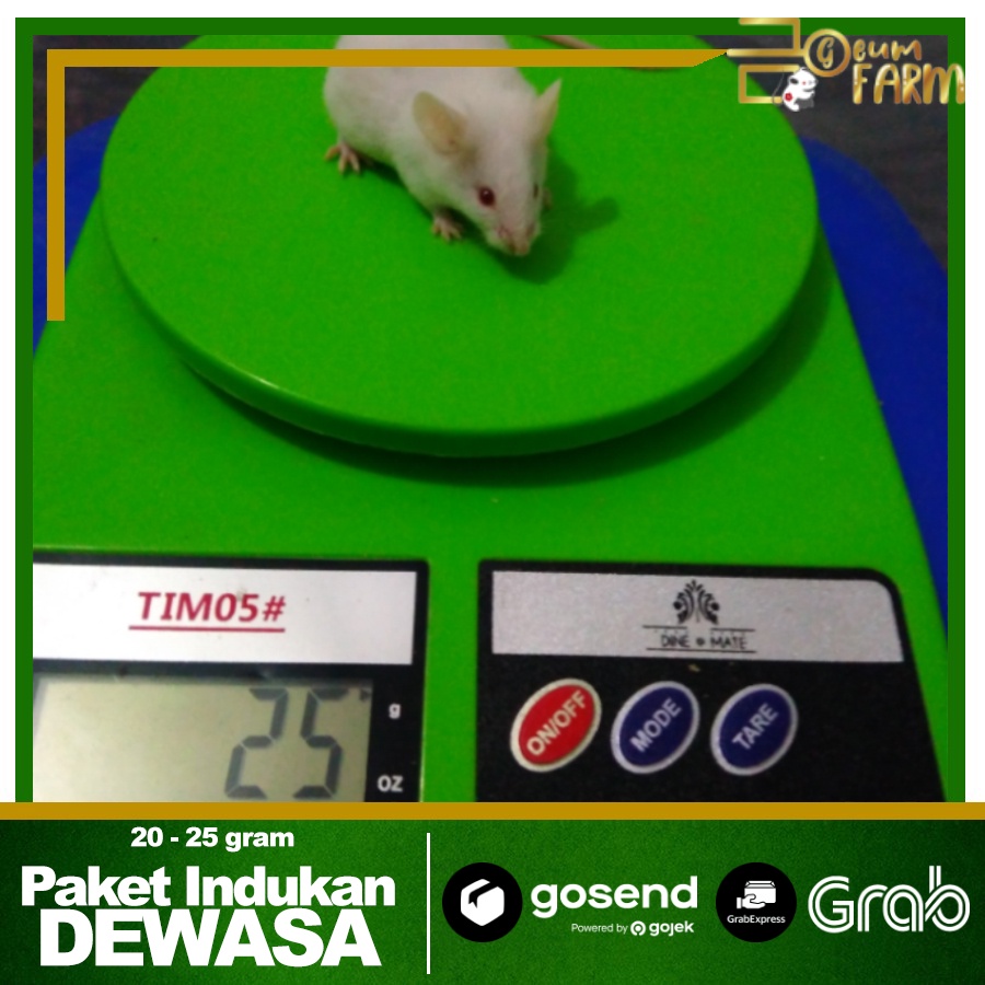 Mencit Paket INDUKAN | DEWASA Tikus Putih (1 Jantan 3 Betina)