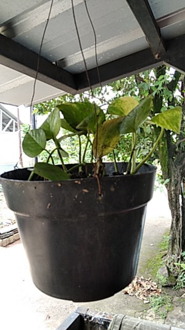Tanaman Hias Srigading Hijau - Sri Srigading Hijau - Pot Gantung