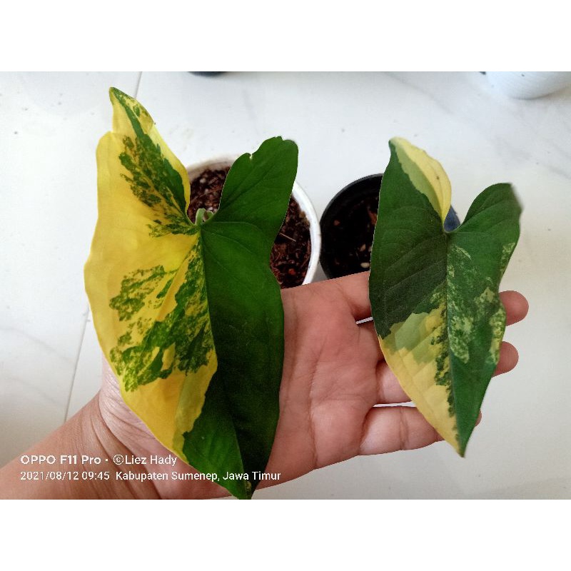 Syngonium/singonium yellow variegata, varigata kuning