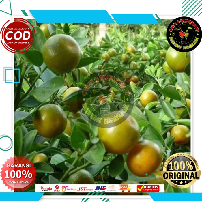 Bibit Pohon Jeruk Songkit / Jeruk Kunci