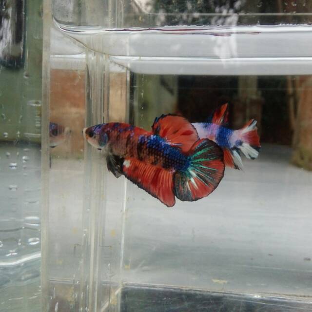 

Pk koi
