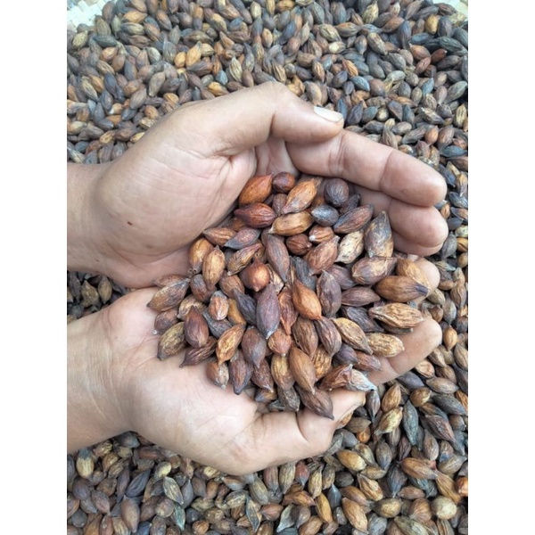 Benih Ketapang kencana kering/buah Ketapang kencana 100gr unggul