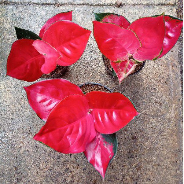 aglonema suksom jaipong cultur/suksom culture super spesial