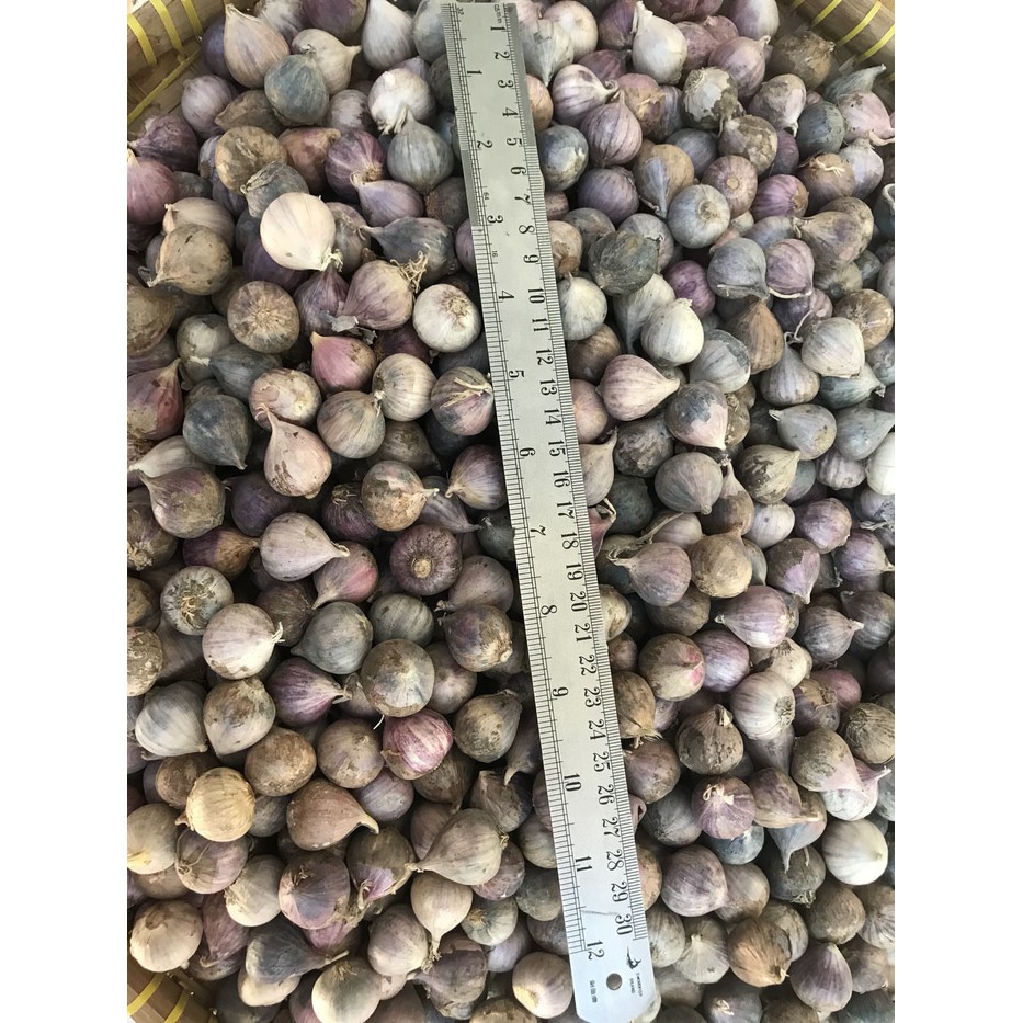 

Bawang Putih Tunggal |herbal Murah