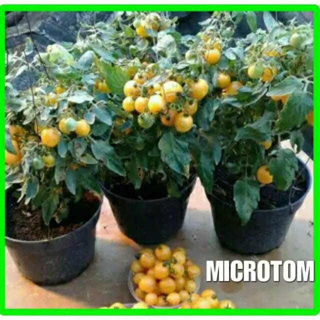Benih Tomat Micro Tom, Jual Benih Tomat Hias Unik Micro Tom, Tomat Perdu Bisa Dimakan