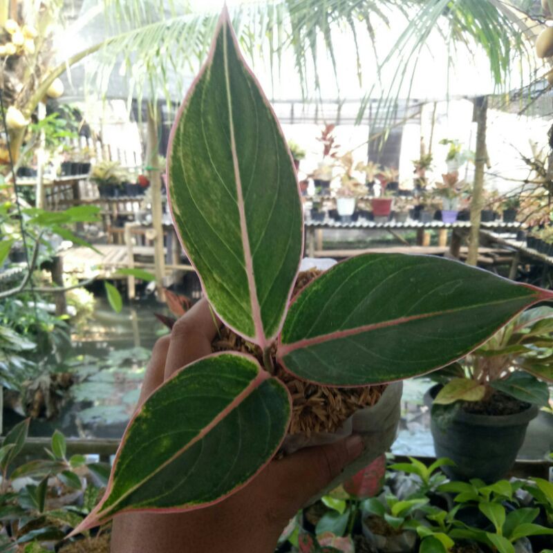 Tanaman hias aglonema lipstik tiger