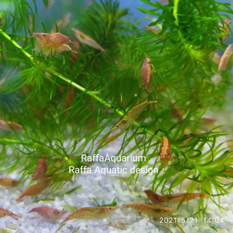 

UDANG RED CERRY PEMBERSIH ALGA AQUASCAPE