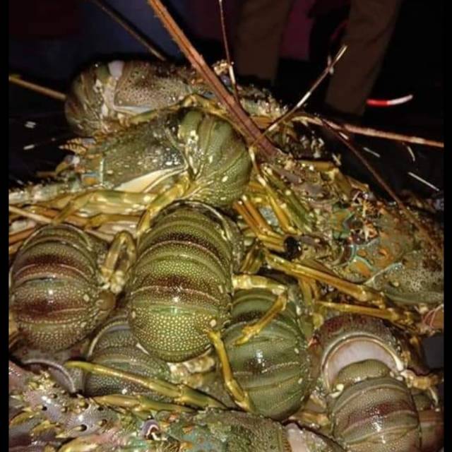 

Lobster dan ikan laut