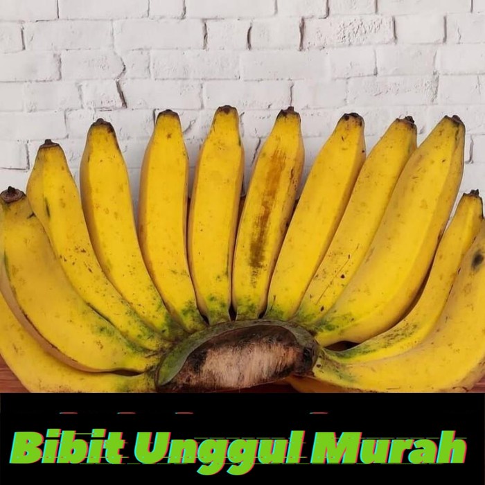 Bibit Pisang Raja Bulu