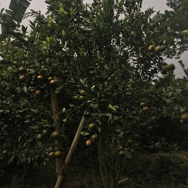 

jeruk fresh dari kintamani bali