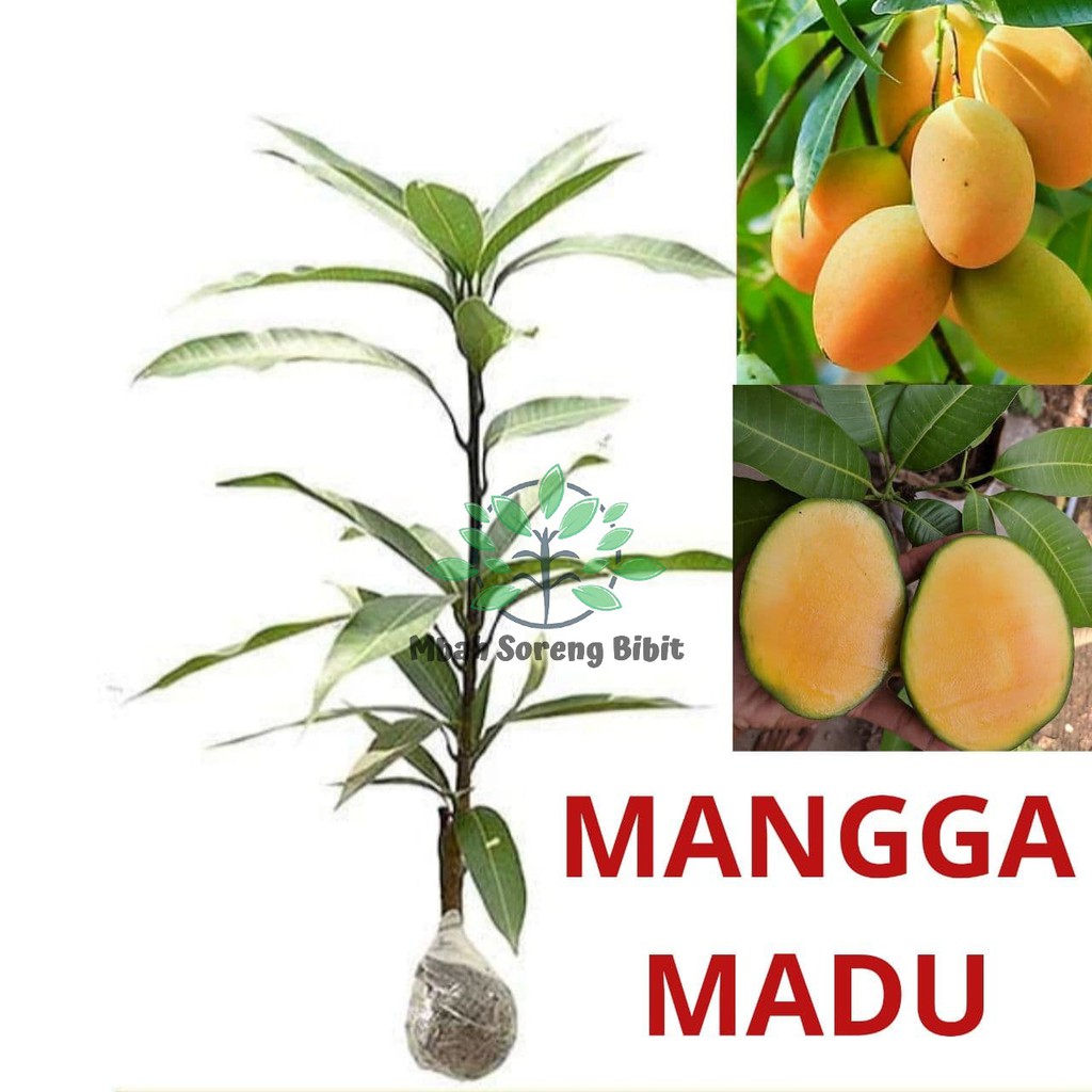 Bibit Mangga Madu - Bibit Mangga Okulasi