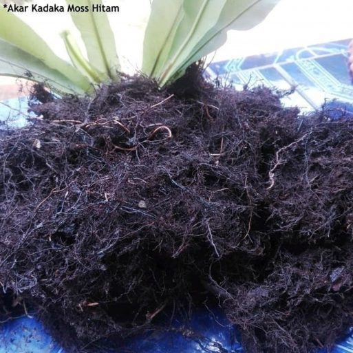 Moss Hitam Cangkok Akar Kadaka - Media Tanam - Volume 1 kg