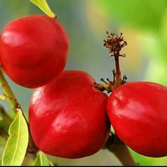 DAUN MAHKOTA DEWA SEGAR