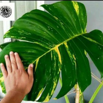 bonggol Sirih gading jumbo sudah menjadi monstera varigata