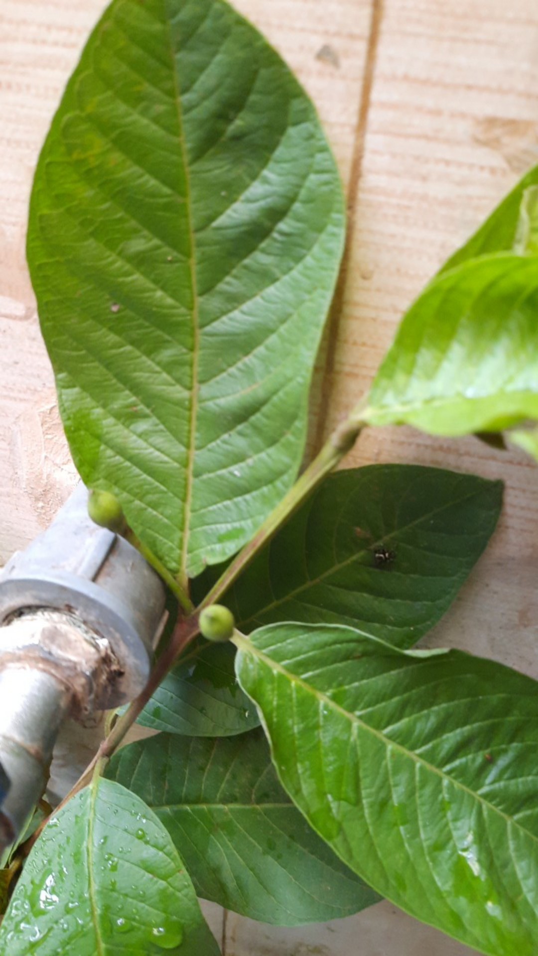 Bibit Jambu Kristal Udah Berbunga