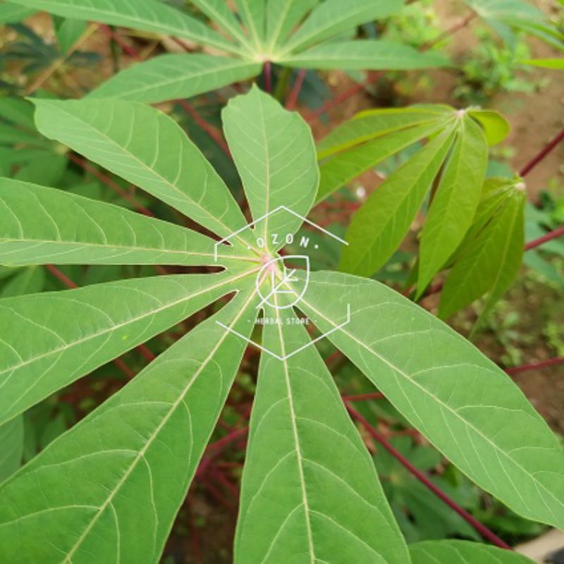 

Daun Singkong Segar Petik Dadakan Paket 500gram