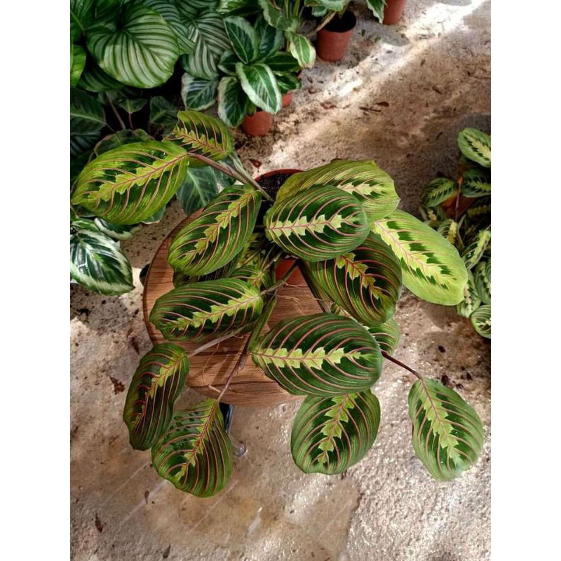 PROMO RAMADHAN!! 4 PAKETAN TANAMAN HIAS CALATHEA