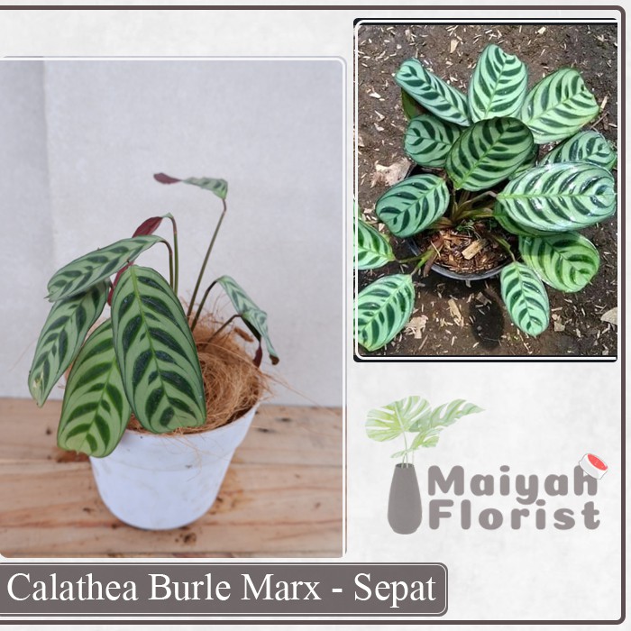 Calathea BurleMarx (Sepat) - Tanaman Hias