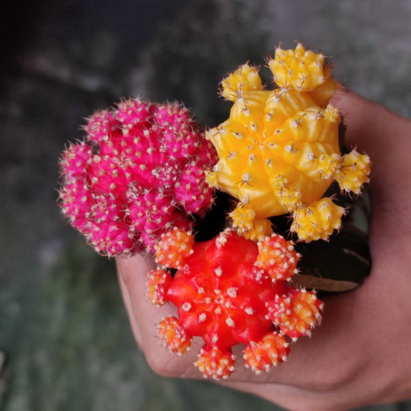 Kaktus Warna Warni Gymno Import Moon Cactus