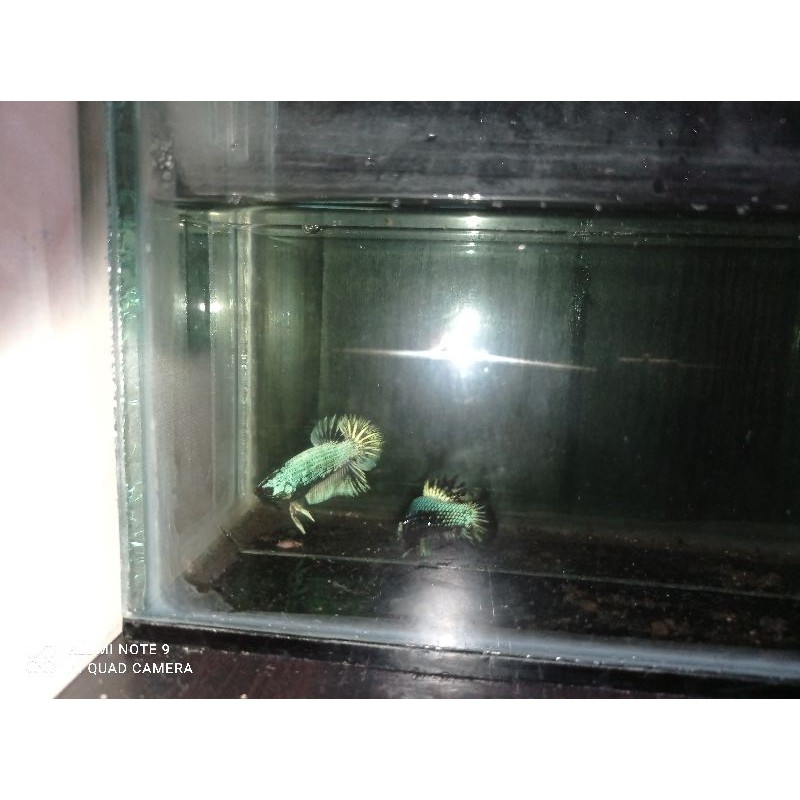 

cupang