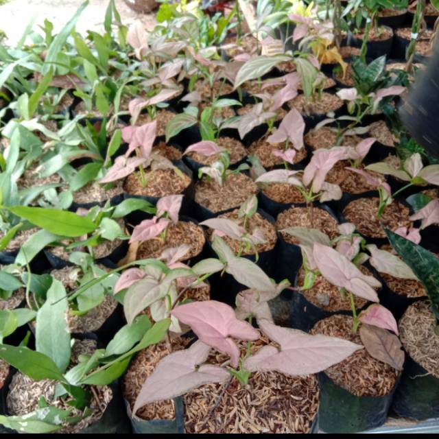 Tanaman hias sygonium pink | tanaman sygonium