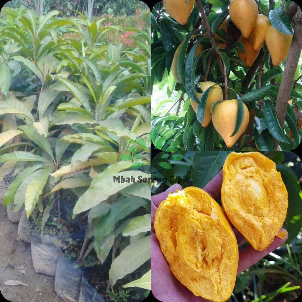 Bibit Sawo Mentega - Bibit Sawo Kuning