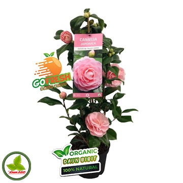 Bibit Bunga Camelia Hasil Stek Cepat Berbunga-Pink