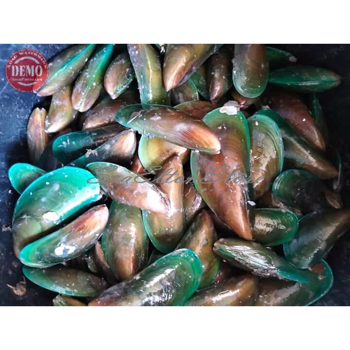 

KERANG HIJAU KERANG IJO SEGAR Seafood