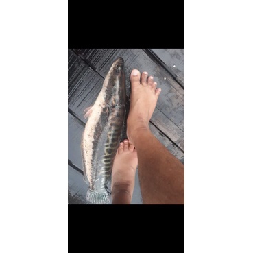 

jual ikanndewa