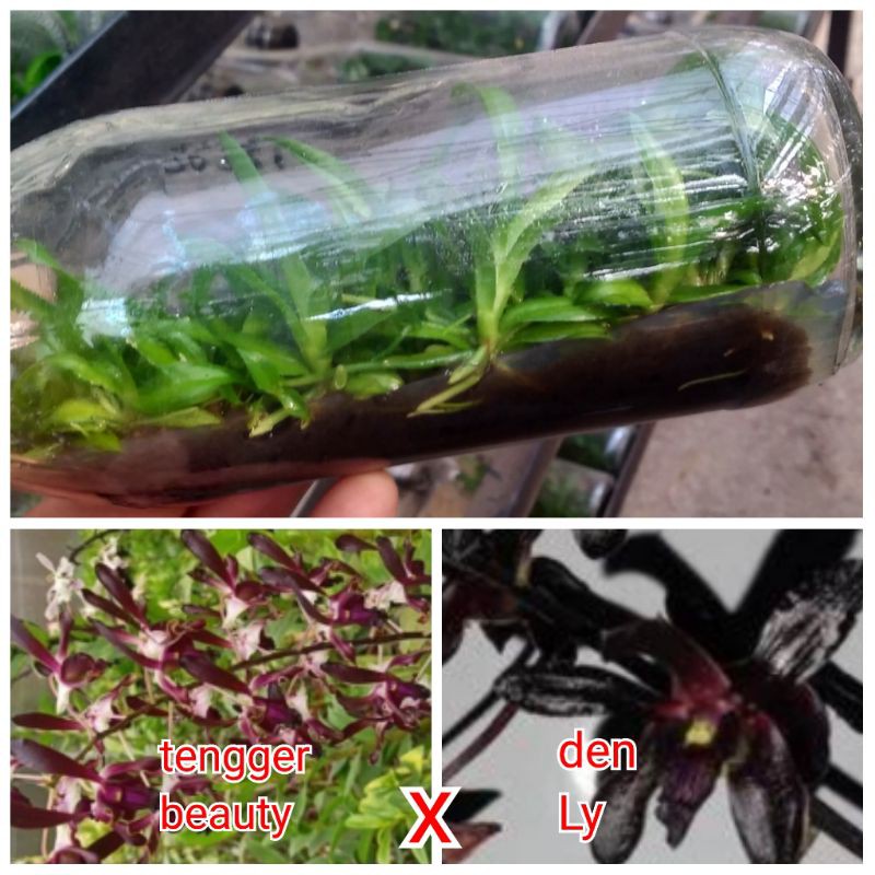 bibit anggrek botolan