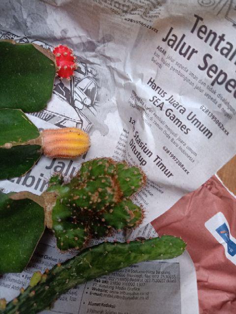 Paket Hemat 3 Pcs Plus Pot