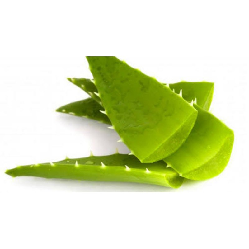 

Lidah Buaya / 500gram